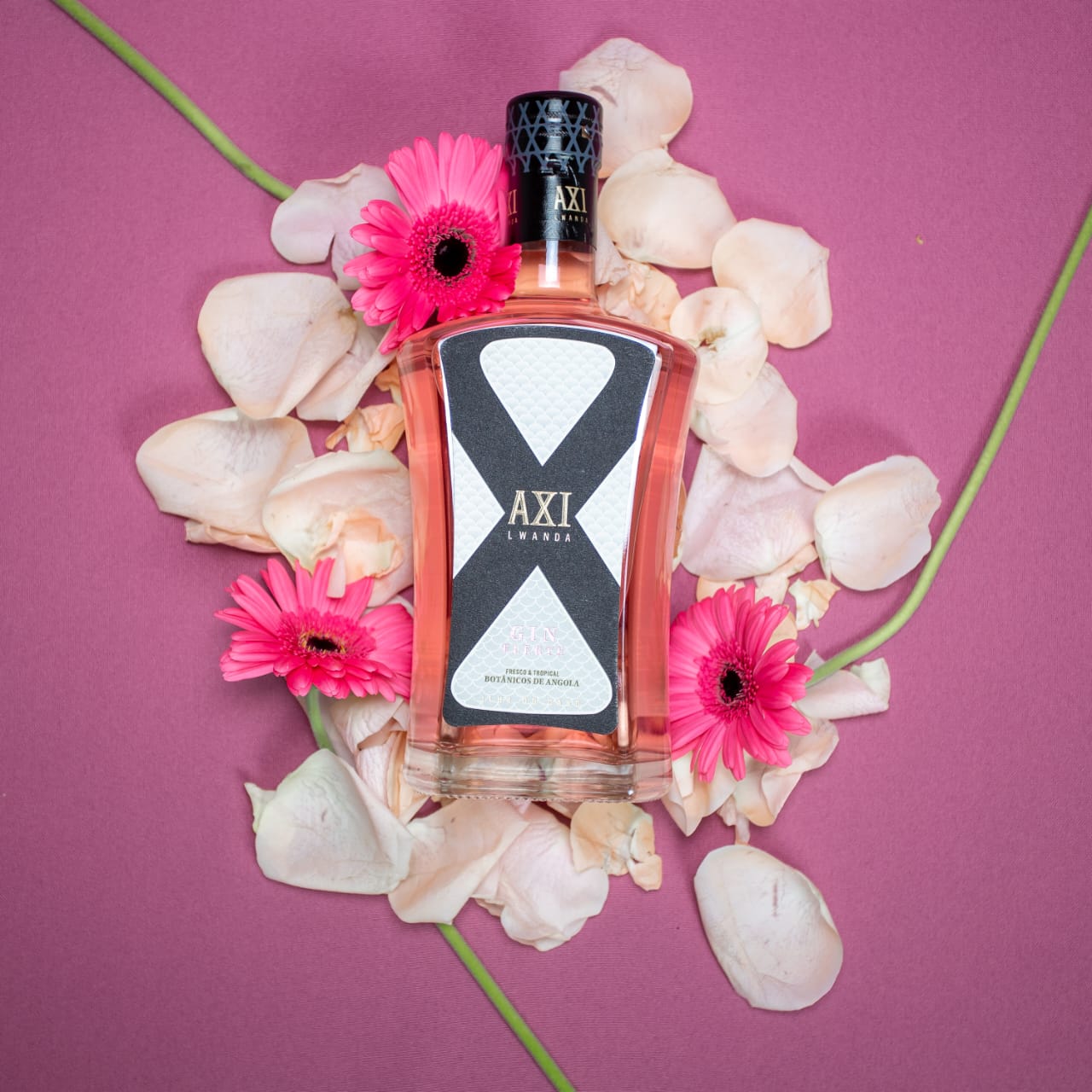 Axi Gin liegt vor Gerbera und Blüten auf rosa Hintergrund